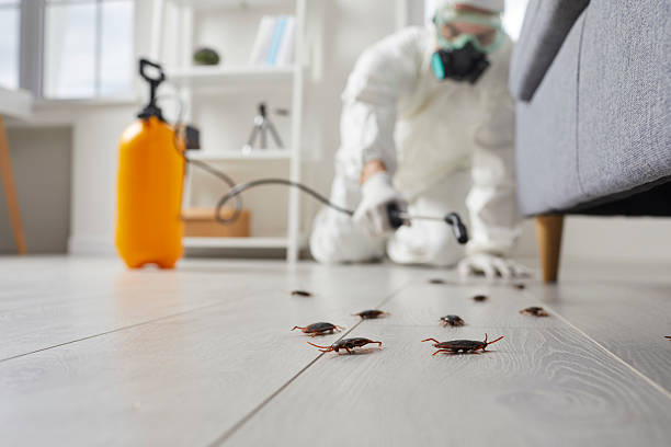 Commercial Rodent Management in Gwinn